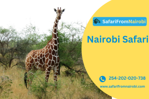 Nairobi Safari