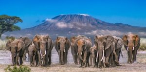 Amboseli Safari Tour
